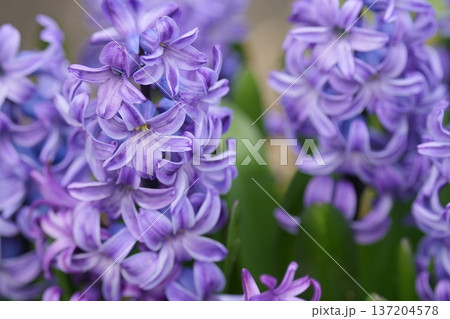 ヒヤシンスの花々 137204578