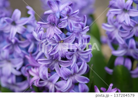 ヒヤシンスの花々 137204579