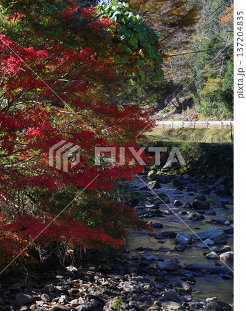 川と紅葉 川と紅葉 137204835