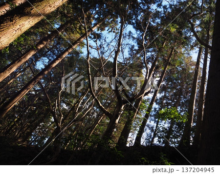 杉林 杉林 137204945