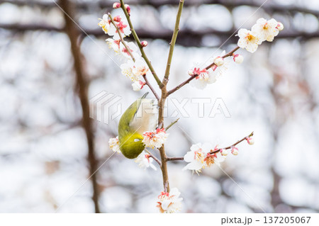 【野鳥】梅の蜜を吸いに来たメジロ 137205067