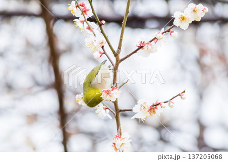 【野鳥】梅の蜜を吸いに来たメジロ 137205068