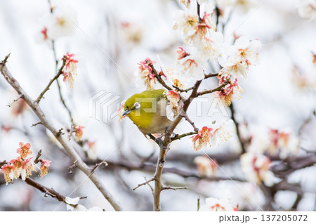 【野鳥】梅の蜜を吸いに来たメジロ 137205072