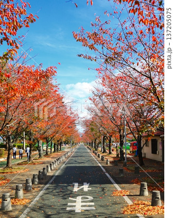 道と紅葉と青空 道と紅葉と青空 137205075