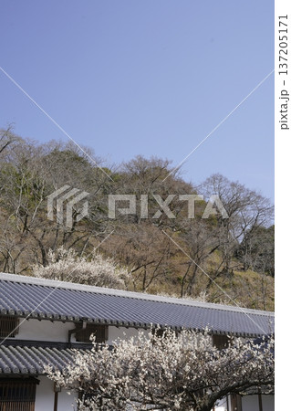 古民家に咲く白い梅の花 137205171