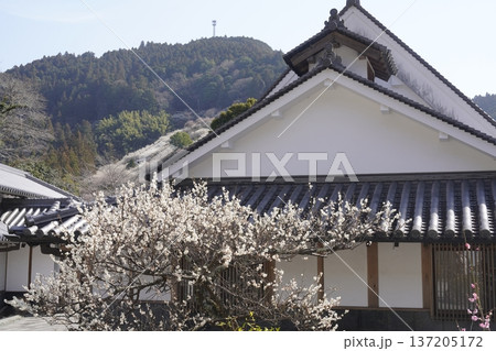 古民家に咲く白い梅の花 古民家に咲く白い梅の花 137205172