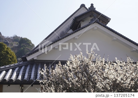 古民家に咲く白い梅の花 古民家に咲く白い梅の花 137205174