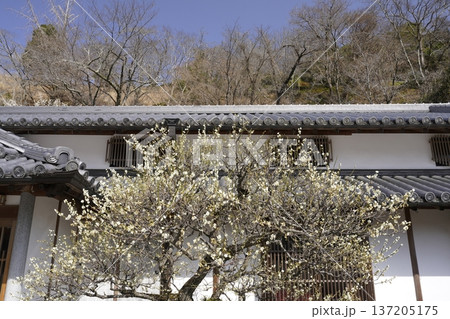 古民家に咲く白い梅の花 古民家に咲く白い梅の花 137205175