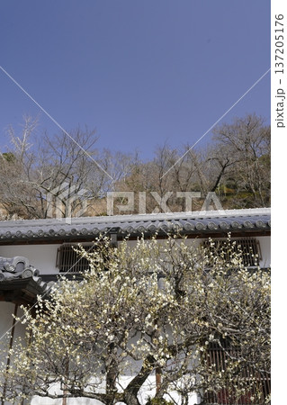 古民家に咲く白い梅の花 古民家に咲く白い梅の花 137205176
