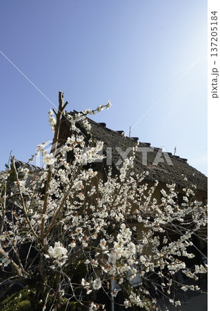古民家に咲く白い梅の花 137205184