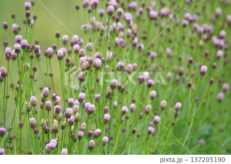 春の野原に咲くキツネアザミの花 春の野原に咲くキツネアザミの花 137205190