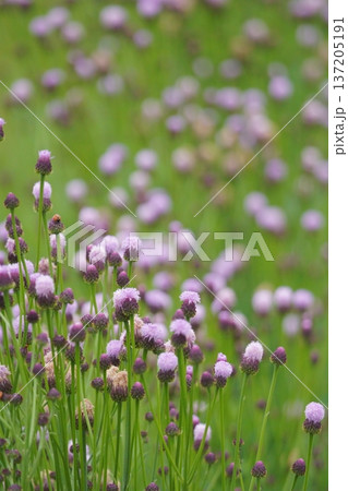春の野原に咲くキツネアザミの花 春の野原に咲くキツネアザミの花 137205191