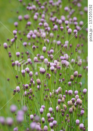 春の野原に咲くキツネアザミの花 春の野原に咲くキツネアザミの花 137205192