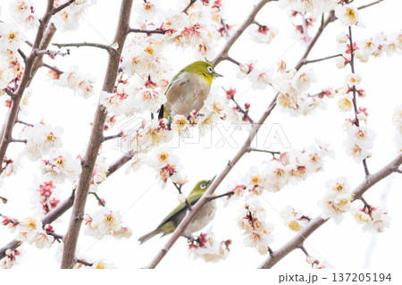 【野鳥】梅の蜜を吸いに来たメジロ 137205194