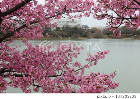 大府市二ツ池公園の河津桜 137205239
