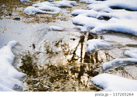 春の訪れを感じる雪解け水：夕暮れの光と木のシルエットを映す水たまり 137205264