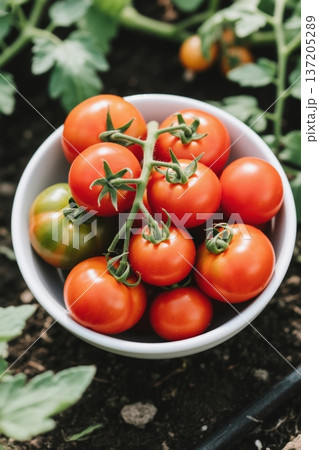 トマト ﾄﾏﾄ とまと 137205289