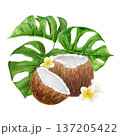 Watercolor illustration of whole and half coconut with monstera leaves and plumeria flowers. Hand painted tropical composition focused on natural food, organic ingredients and healthy lifestyle themes 137205422