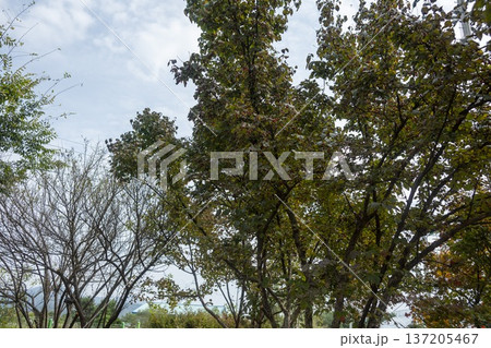 Han River bike path 137205467