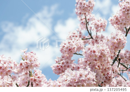 雲と青空に映える満開の河津桜 春のやわらかな背景素材 雲と青空に映える満開の河津桜 春のやわらかな背景素材 137205495
