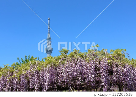 東京都江東区亀戸にある亀戸天神社の藤まつり ふじ棚 亀戸天神 亀戸天満宮 東京都江東区亀戸にある亀戸天神社の藤まつり ふじ棚 亀戸天神 亀戸天満宮 137205519
