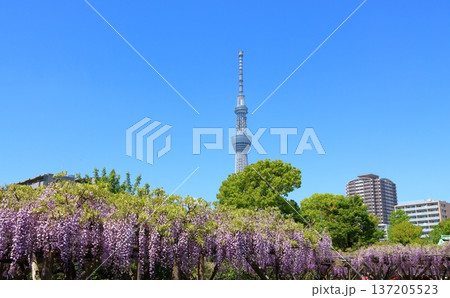 東京都江東区亀戸にある亀戸天神社の藤まつり　ふじ棚　亀戸天神　亀戸天満宮 137205523