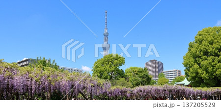 東京都江東区亀戸にある亀戸天神社の藤まつり　ふじ棚　亀戸天神　亀戸天満宮 137205529