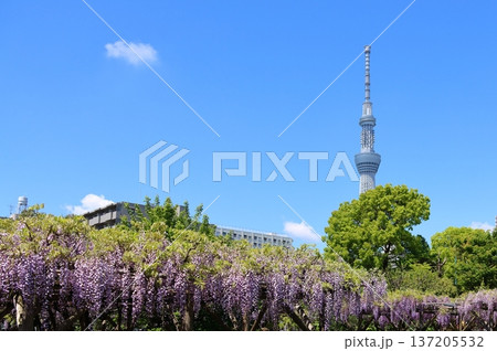 東京都江東区亀戸にある亀戸天神社の藤まつり　ふじ棚　亀戸天神　亀戸天満宮 137205532