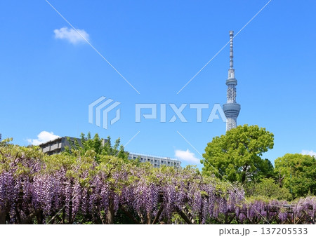 東京都江東区亀戸にある亀戸天神社の藤まつり　ふじ棚　亀戸天神　亀戸天満宮 137205533