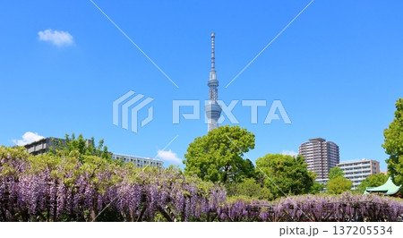 東京都江東区亀戸にある亀戸天神社の藤まつり　ふじ棚　亀戸天神　亀戸天満宮 137205534