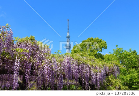東京都江東区亀戸にある亀戸天神社の藤まつり ふじ棚 亀戸天神 亀戸天満宮 東京都江東区亀戸にある亀戸天神社の藤まつり ふじ棚 亀戸天神 亀戸天満宮 137205536