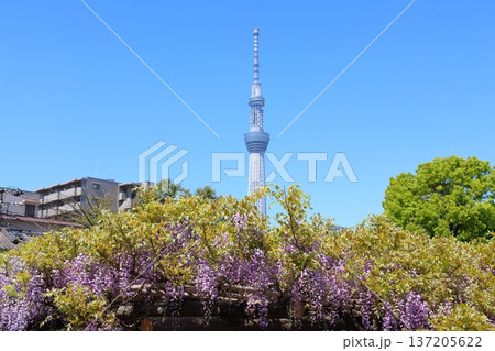 東京都江東区亀戸にある亀戸天神社の藤まつりと東京スカイツリー　ふじ棚　亀戸天神　亀戸天満宮 137205622