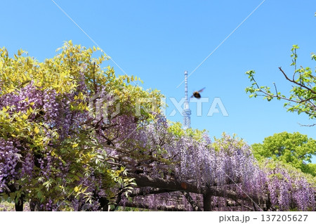 東京都江東区亀戸にある亀戸天神社の藤まつりと東京スカイツリー　ふじ棚　亀戸天神　亀戸天満宮 137205627