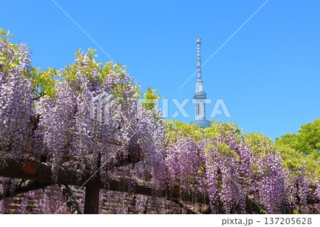 東京都江東区亀戸にある亀戸天神社の藤まつりと東京スカイツリー　ふじ棚　亀戸天神　亀戸天満宮 137205628