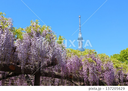 東京都江東区亀戸にある亀戸天神社の藤まつりと東京スカイツリー　ふじ棚　亀戸天神　亀戸天満宮 137205629