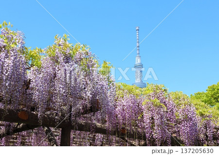 東京都江東区亀戸にある亀戸天神社の藤まつりと東京スカイツリー　ふじ棚　亀戸天神　亀戸天満宮 137205630