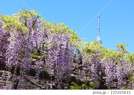 東京都江東区亀戸にある亀戸天神社の藤まつりと東京スカイツリー　ふじ棚　亀戸天神　亀戸天満宮 137205633