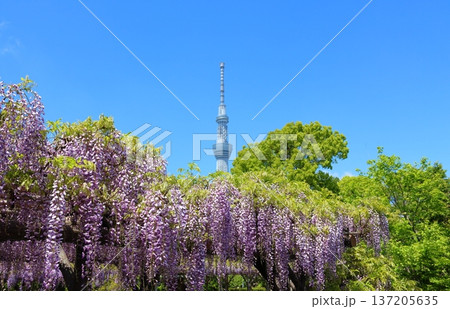 東京都江東区亀戸にある亀戸天神社の藤まつりと東京スカイツリー ふじ棚 亀戸天神 亀戸天満宮 東京都江東区亀戸にある亀戸天神社の藤まつりと東京スカイツリー ふじ棚 亀戸天神 亀戸天満宮 137205635