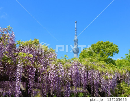 東京都江東区亀戸にある亀戸天神社の藤まつりと東京スカイツリー　ふじ棚　亀戸天神　亀戸天満宮 137205636