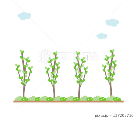 花壇と植木 花壇と植木 137205716