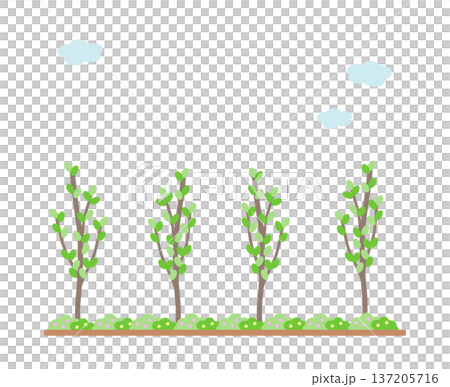 花壇と植木 花壇と植木 137205716
