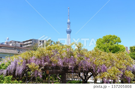 東京都江東区亀戸にある亀戸天神社の藤まつりと東京スカイツリー　ふじ棚　亀戸天神　亀戸天満宮 137205808