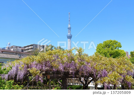 東京都江東区亀戸にある亀戸天神社の藤まつりと東京スカイツリー ふじ棚 亀戸天神 亀戸天満宮 東京都江東区亀戸にある亀戸天神社の藤まつりと東京スカイツリー ふじ棚 亀戸天神 亀戸天満宮 137205809