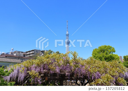 東京都江東区亀戸にある亀戸天神社の藤まつりと東京スカイツリー　ふじ棚　亀戸天神　亀戸天満宮 137205812