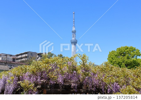東京都江東区亀戸にある亀戸天神社の藤まつりと東京スカイツリー ふじ棚 亀戸天神 亀戸天満宮 東京都江東区亀戸にある亀戸天神社の藤まつりと東京スカイツリー ふじ棚 亀戸天神 亀戸天満宮 137205814