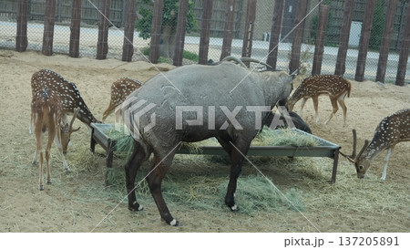 Grazing animals in zoo enclosure, deer and large herbivore feeding together Grazing animals in zoo enclosure, deer and large herbivore feeding together 137205891
