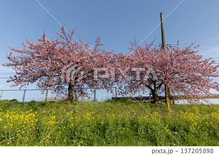 菜の花の斜面と河津桜の春風景 菜の花の斜面と河津桜の春風景 137205898