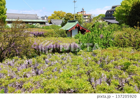東京都江東区亀戸にある亀戸天神社の藤まつり ふじ棚 亀戸天神 亀戸天満宮 東京都江東区亀戸にある亀戸天神社の藤まつり ふじ棚 亀戸天神 亀戸天満宮 137205920