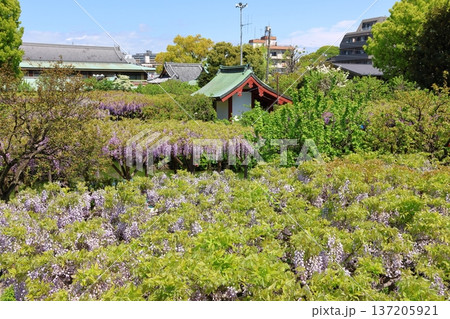 東京都江東区亀戸にある亀戸天神社の藤まつり ふじ棚 亀戸天神 亀戸天満宮 東京都江東区亀戸にある亀戸天神社の藤まつり ふじ棚 亀戸天神 亀戸天満宮 137205921