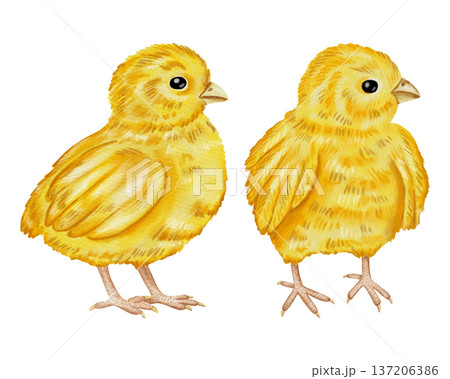 A set of watercolor illustrations featuring a cute yellow chick and a brown egg. Farming. Perfect for holiday cards, decor, scrapbooking, and packaging. A set of watercolor illustrations featuring a cute yellow chick and a brown egg. Farming. Perfect for holiday cards, decor, scrapbooking, and packaging. 137206386